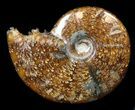 Cleoniceras Ammonite Fossil - Madagascar #36722-1